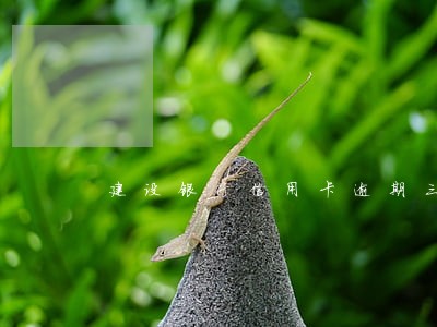 建设银行信用卡逾期三个小时