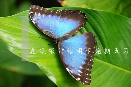 建设银行信用卡逾期五万坐牢几年