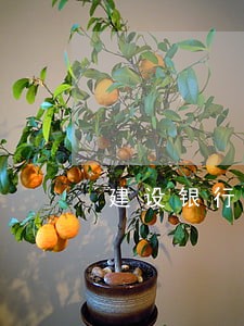建设银行信用卡逾期冻结多久消失 建设银行信用卡逾期冻结多久消失