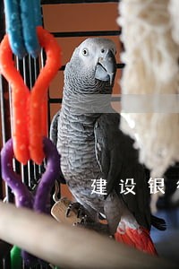 建设银行信用卡逾期准备找上门了