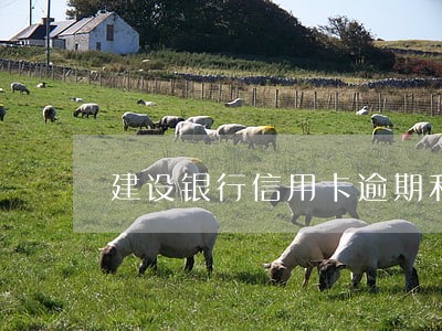 建设银行信用卡逾期利息减免 建设银行信用卡逾期利息减免