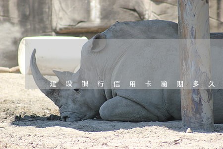 建设银行信用卡逾期多久可以申辩 建设银行信用卡逾期多久可以申辩