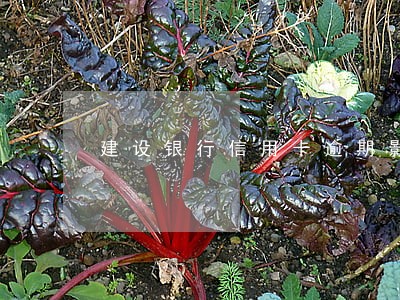 建设银行信用卡逾期影响支票吗