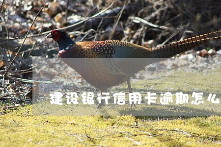 建设银行信用卡逾期怎么停止还 建设银行信用卡逾期怎么停止还