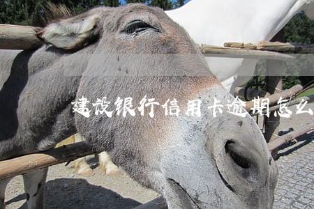 建设银行信用卡逾期怎么查询 建设银行信用卡逾期怎么查询