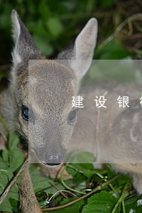 建设银行信用卡逾期拒绝交易 建设银行信用卡逾期拒绝交易