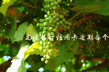 建设银行信用卡逾期每个月都还 建设银行信用卡逾期每个月都还