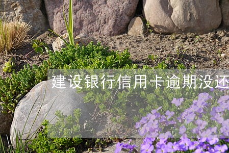 建设银行信用卡逾期没还怎么办