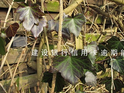 建设银行信用卡逾期能办卡吗 建设银行信用卡逾期能办卡吗