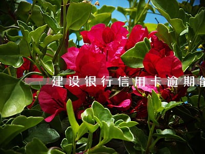建设银行信用卡逾期能在别家办吗 建设银行信用卡逾期能在别家办吗