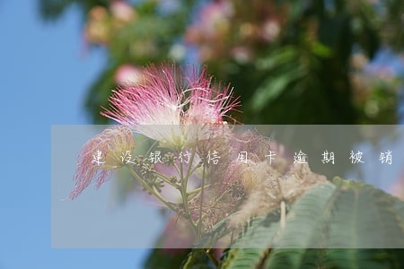 建设银行信用卡逾期被销卡 建设银行信用卡逾期被销卡