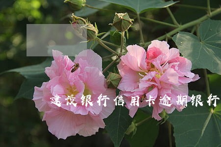 建设银行信用卡逾期银行找门要账 建设银行信用卡逾期银行找门要账