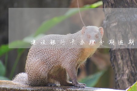 建设银行卡办理分期逾期了怎么办 建设银行卡办理分期逾期了怎么办
