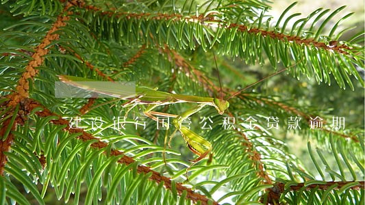 建设银行国管公积金贷款逾期