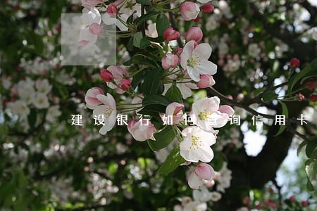 建设银行如何查询信用卡逾期 建设银行如何查询信用卡逾期