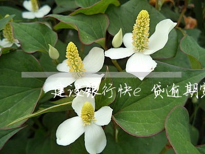 建设银行快e贷逾期宽限日期 建设银行快e贷逾期宽限日期