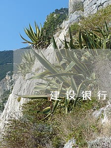 建设银行贷款逾期扣其他卡