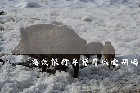建设银行车贷可以逾期吗 建设银行车贷可以逾期吗