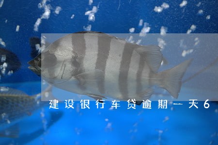 建设银行车贷逾期一天6