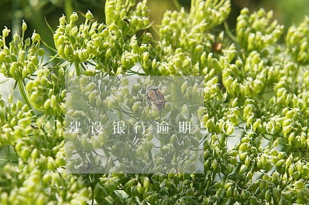 建设银行逾期5000 建设银行逾期5000
