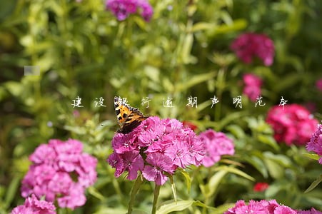 建设银行逾期声明范本 建设银行逾期声明范本