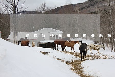 建设银行龙卡信用卡逾期两天