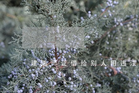 建造师证借给别人用违法吗 建造师证借给别人用违法吗