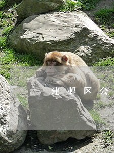 建邺区公司法律顾问电话 建邺区公司法律顾问电话