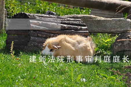 建邺法院刑事审判庭庭长