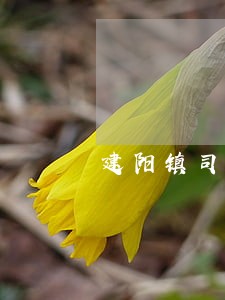 建阳镇司法行政社会组织发展服务中心 建阳镇司法行政社会组织发展服务中心