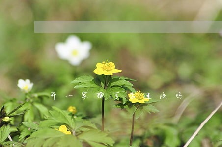 开一家弹弓店违法吗