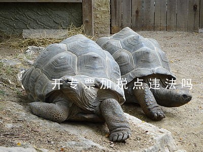 开专票加税点违法吗