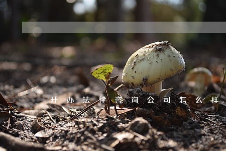 开办法律咨询公司怎么样 开办法律咨询公司怎么样