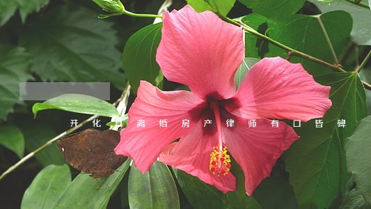 开化县离婚房产律师有口皆碑 开化县离婚房产律师有口皆碑