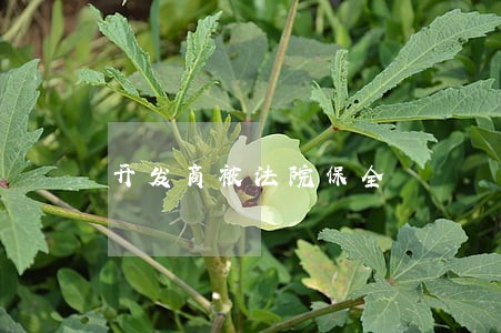 开发商被法院保全