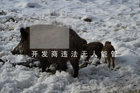 开发商违法无人能管 开发商违法无人能管