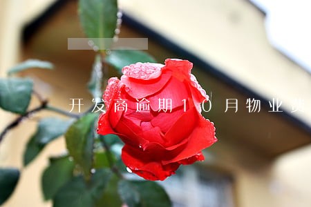 开发商逾期10月物业费怎么赔偿 开发商逾期10月物业费怎么赔偿