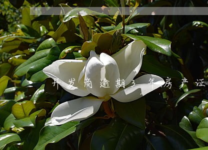 开发商逾期3年房产证赔偿 开发商逾期3年房产证赔偿