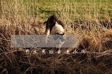 开发商验资违法吗 开发商验资违法吗