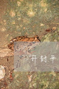开封平安普惠贷款逾期 开封平安普惠贷款逾期