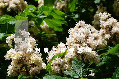 开封房产律师咨询 开封房产律师咨询