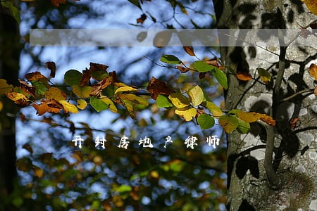 开封房地产律师 开封房地产律师