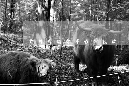 开封离婚律师咨询电话 开封离婚律师咨询电话