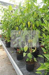 开展司法行政队伍工作情况汇报 开展司法行政队伍工作情况汇报