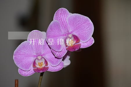 开庭是律师 开庭是律师