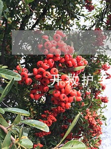 开救护车接朋友违法吗