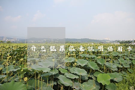 开无犯罪记录证明信用卡逾期 开无犯罪记录证明信用卡逾期