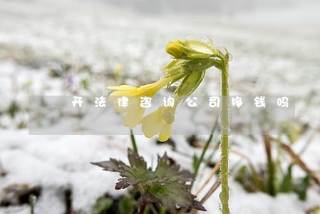 开法律咨询公司挣钱吗 开法律咨询公司挣钱吗
