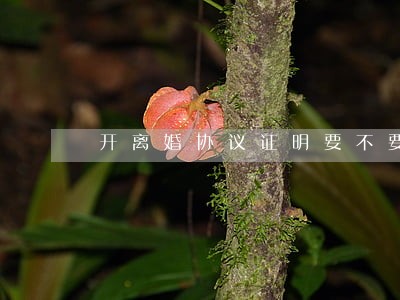 开离婚协议证明要不要钱 开离婚协议证明要不要钱