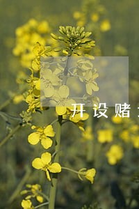 开设赌场专案解除取保候审 开设赌场专案解除取保候审